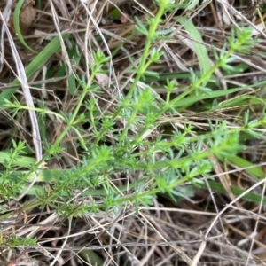 Asperula conferta at Campbell, ACT - 10 Dec 2023