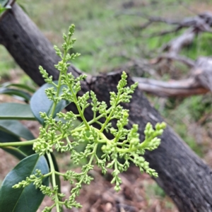 Ligustrum lucidum at Mount Majura - 10 Dec 2023