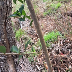 Ligustrum lucidum at Mount Majura - 10 Dec 2023