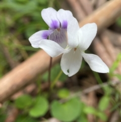 Viola hederacea (Ivy-leaved Violet) at Forbes Creek, NSW - 27 Nov 2023 by AJB