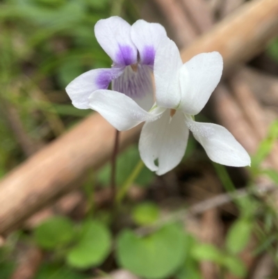 Viola hederacea (Ivy-leaved Violet) at Tallaganda National Park - 27 Nov 2023 by AJB