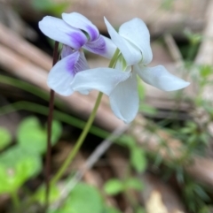 Viola hederacea at QPRC LGA - 27 Nov 2023