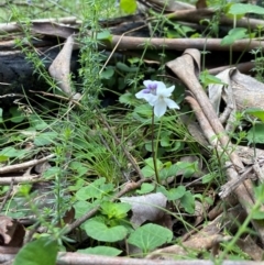 Viola hederacea at QPRC LGA - 27 Nov 2023