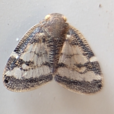 Scolypopa australis (Passionvine hopper, Fluffy bum) at Holder, ACT - 10 Dec 2023 by Miranda