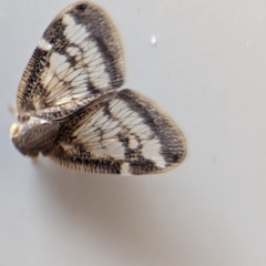 Scolypopa australis at Holder, ACT - 10 Dec 2023