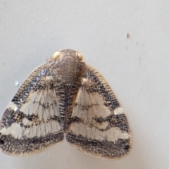 Scolypopa australis at Holder, ACT - 10 Dec 2023