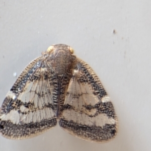 Scolypopa australis at Holder, ACT - 10 Dec 2023