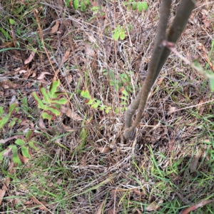 Sorbus domestica at Mount Majura - 10 Dec 2023
