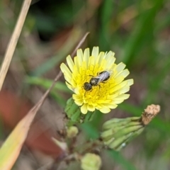 Lasioglossum sp. (genus) (Furrow Bee) at Holder, ACT - 10 Dec 2023 by Miranda