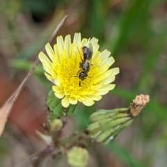 Lasioglossum sp. (genus) at Holder, ACT - 10 Dec 2023