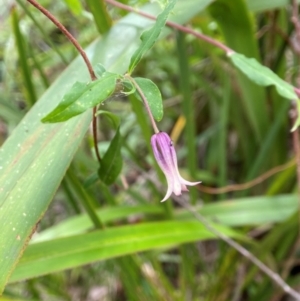 Billardiera mutabilis at QPRC LGA - 27 Nov 2023