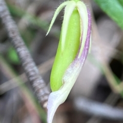 Billardiera mutabilis at QPRC LGA - 27 Nov 2023