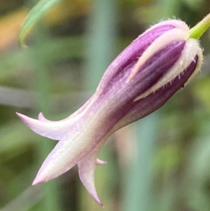 Billardiera mutabilis at QPRC LGA - 27 Nov 2023