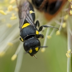 Hylaeus (Euprosopoides) rotundiceps at Holder Wetlands - 10 Dec 2023