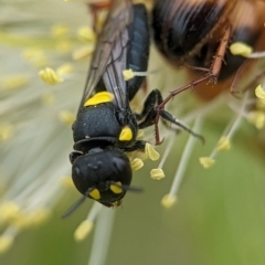 Hylaeus (Euprosopoides) rotundiceps at Holder Wetlands - 10 Dec 2023