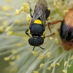 Hylaeus (Euprosopoides) rotundiceps at Holder Wetlands - 10 Dec 2023 10:18 AM