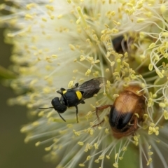 Hylaeus (Euprosopoides) rotundiceps at Holder Wetlands - 10 Dec 2023