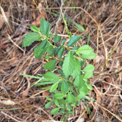 Ulmus parvifolia (Chinese Elm) at Mount Majura - 10 Dec 2023 by abread111