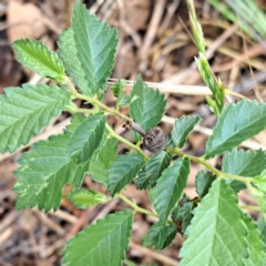 Ulmus parvifolia at Mount Majura - 10 Dec 2023 12:10 PM