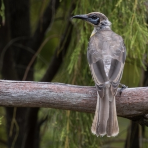 Philemon citreogularis at Mount Majura - 10 Dec 2023 10:36 AM