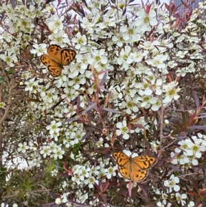 Heteronympha merope at Taylor, ACT - 10 Dec 2023