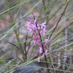 Dipodium roseum (Rosy Hyacinth Orchid) at Barrengarry, NSW - 22 Nov 2023 by AJB