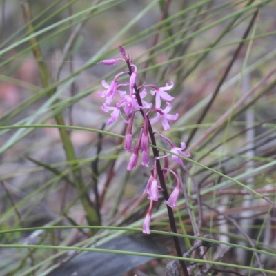 Dipodium roseum (Rosy Hyacinth Orchid) at Wingecarribee Local Government Area - 22 Nov 2023 by AJB