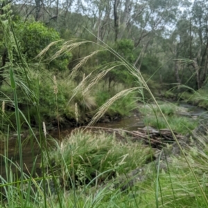 Austrostipa rudis subsp. nervosa at Lower Cotter Catchment - 10 Dec 2023