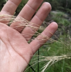 Austrostipa rudis subsp. nervosa at Lower Cotter Catchment - 10 Dec 2023