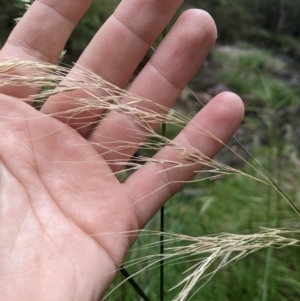 Austrostipa rudis subsp. nervosa at Lower Cotter Catchment - 10 Dec 2023