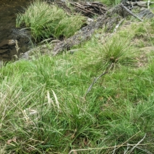 Austrostipa rudis subsp. nervosa at Lower Cotter Catchment - 10 Dec 2023