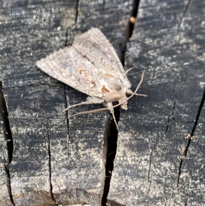 Dasygaster (genus) (A Noctuid moth (Noctuinae)) at Aranda, ACT - 10 Dec 2023 by Jubeyjubes