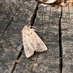 Dasygaster (genus) at Aranda, ACT - 10 Dec 2023