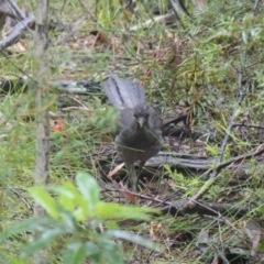 Menura novaehollandiae (Superb Lyrebird) at Barrengarry, NSW - 22 Nov 2023 by AJB