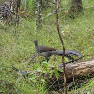 Menura novaehollandiae at Wingecarribee Local Government Area - suppressed