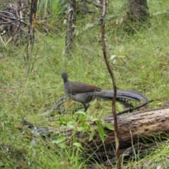 Menura novaehollandiae at Wingecarribee Local Government Area - 23 Nov 2023