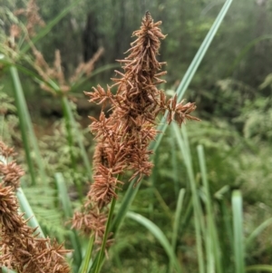 Cyperus lucidus at Lower Cotter Catchment - 10 Dec 2023 08:51 AM