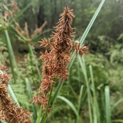 Cyperus lucidus (Leafy Flat Sedge) at Coree, ACT - 9 Dec 2023 by MattM