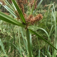 Cyperus lucidus at Lower Cotter Catchment - 10 Dec 2023 08:51 AM