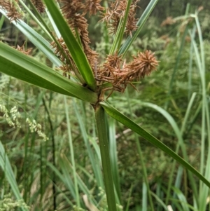 Cyperus lucidus at Lower Cotter Catchment - 10 Dec 2023 08:51 AM