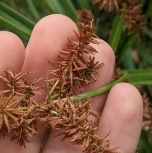 Cyperus lucidus at Lower Cotter Catchment - 10 Dec 2023 08:51 AM