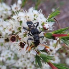 Scrobiger idoneus (Checkered beetle) at Bombay, NSW - 9 Dec 2023 by MatthewFrawley