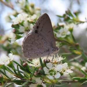 Erina hyacinthina at QPRC LGA - 9 Dec 2023