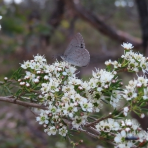 Erina hyacinthina at QPRC LGA - 9 Dec 2023