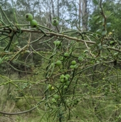 Cassytha melantha (Coarse Dodder-Laurel) at Lower Cotter Catchment - 10 Dec 2023 by MattM