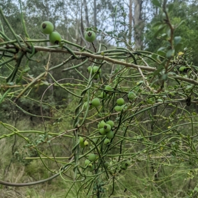 Cassytha melantha (Coarse Dodder-Laurel) at Lower Cotter Catchment - 10 Dec 2023 by MattM