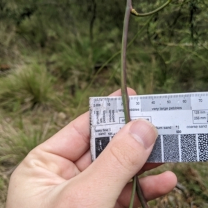 Cassytha melantha at Lower Cotter Catchment - 10 Dec 2023