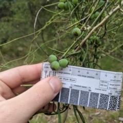 Cassytha melantha at Lower Cotter Catchment - 10 Dec 2023