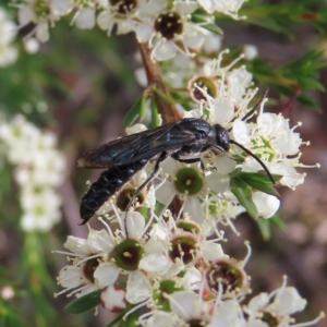 Rhagigaster ephippiger at QPRC LGA - 9 Dec 2023