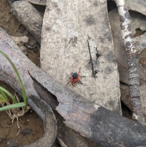 Nicodamidae (family) at Namadgi National Park - 10 Dec 2023 10:43 AM